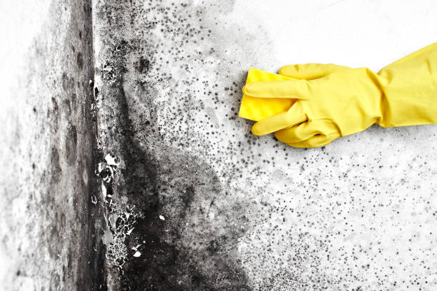 Best Black Mold Removal  in Franklin, WI