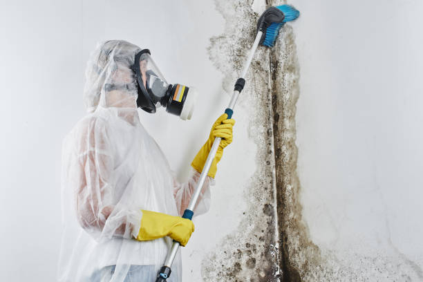 Best Residential Mold Removal  in Franklin, WI