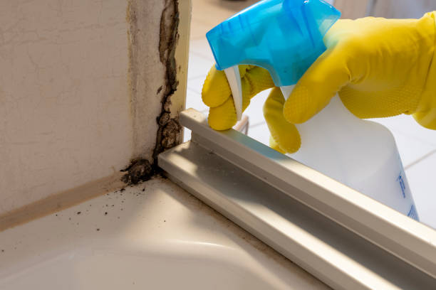 Best Certified Mold Removal  in Franklin, WI