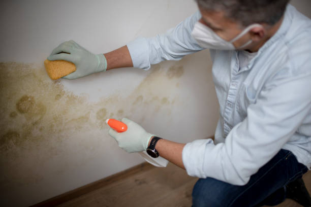 Best Mold Damage Repair  in Franklin, WI