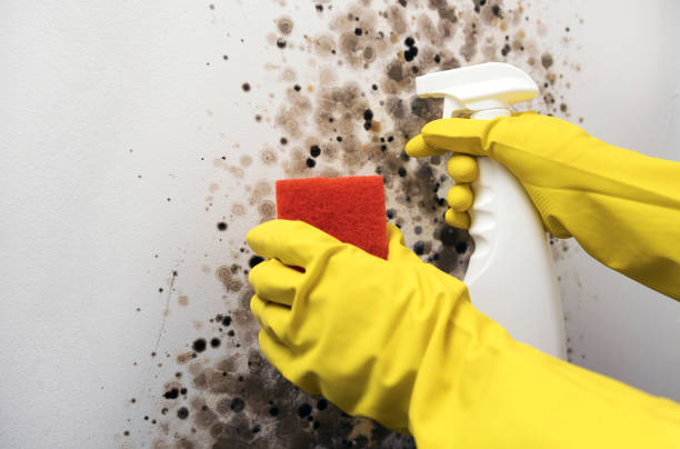 Best Professional Mold Removal  in Franklin, WI