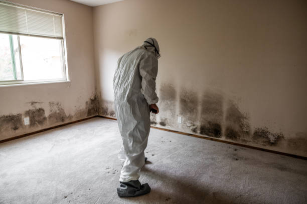 Best Mold Removal and Inspection  in Franklin, WI