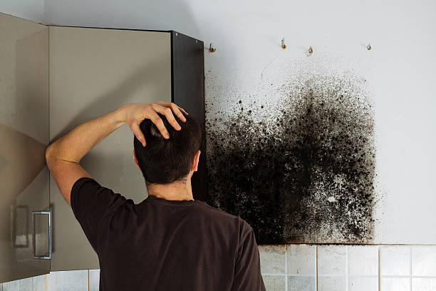 Best Home Mold Removal  in Franklin, WI