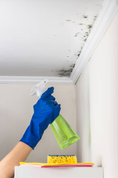 Best Same-Day Mold Removal  in Franklin, WI